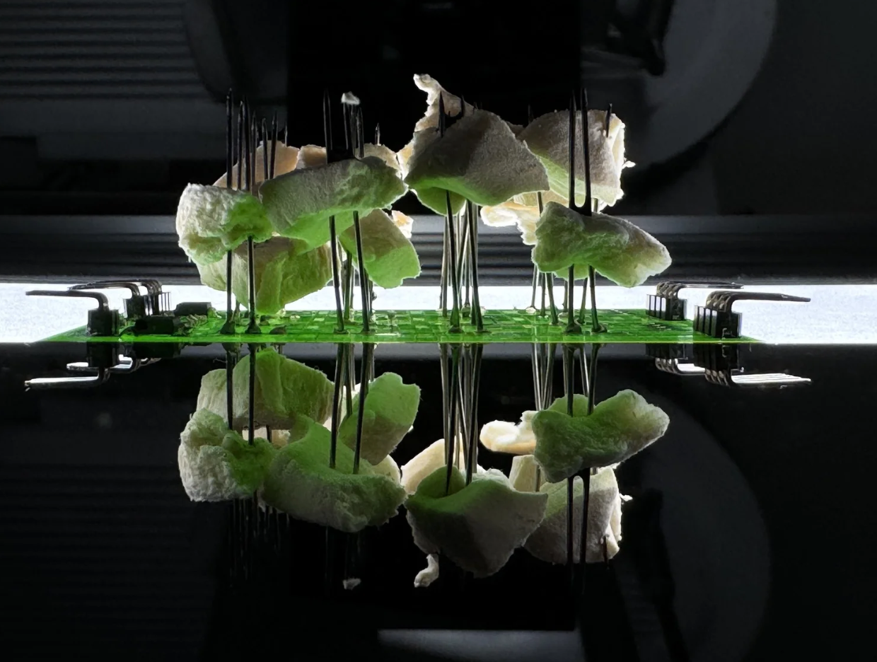 Mycelium Computer Chip